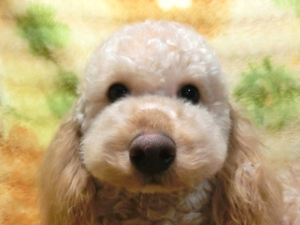 スペシャルプライス!!☆未成犬・小ぶりのトイサイズ