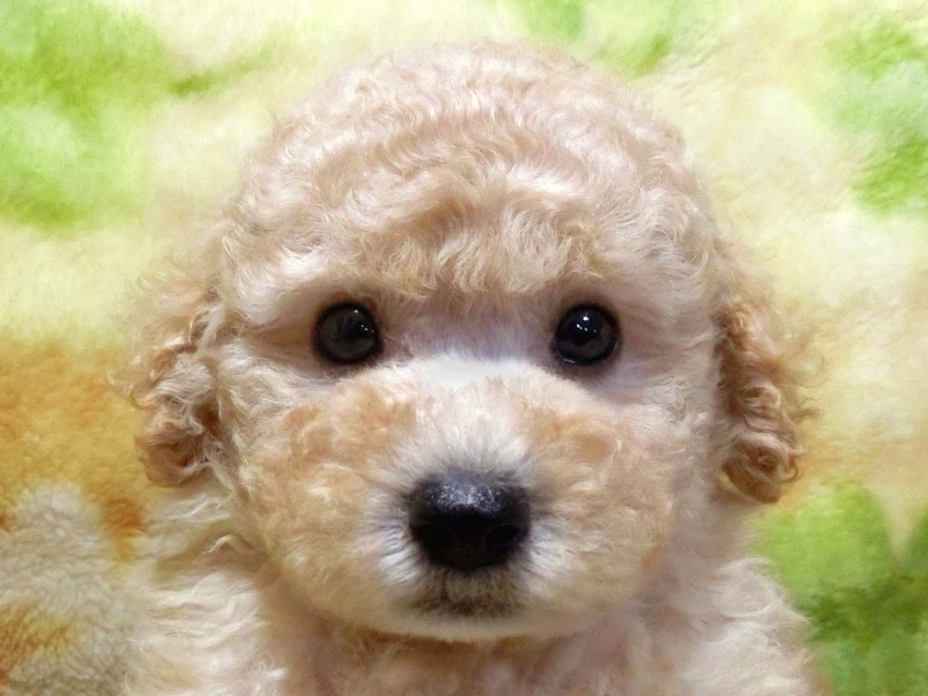 お目々クリクリめちゃ懐っこい愛嬌たっぷり男の仔♪