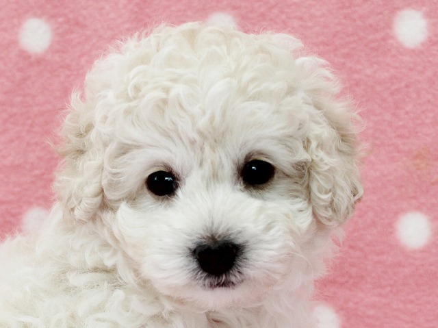 タイニー予想のホワイトの女の子