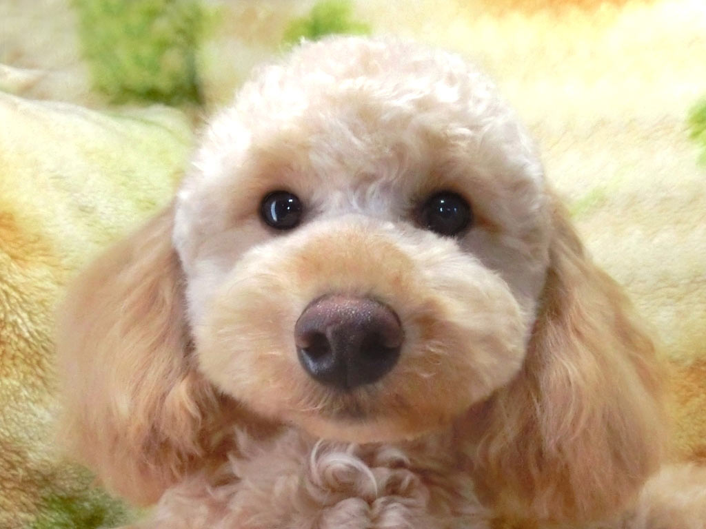 未成犬・約４kgトイサイズ!!☆表示価格のみです!