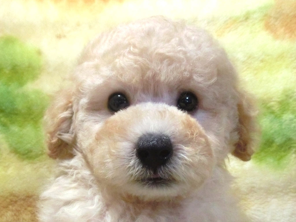 お目々クリクリめちゃ懐っこい愛嬌たっぷり男の仔♪