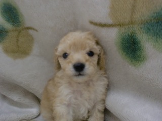 可愛いプードル