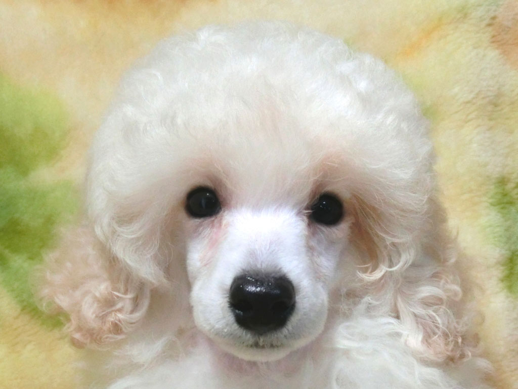 スタイル抜群!!毛質最高!! お目々クリクリの男の