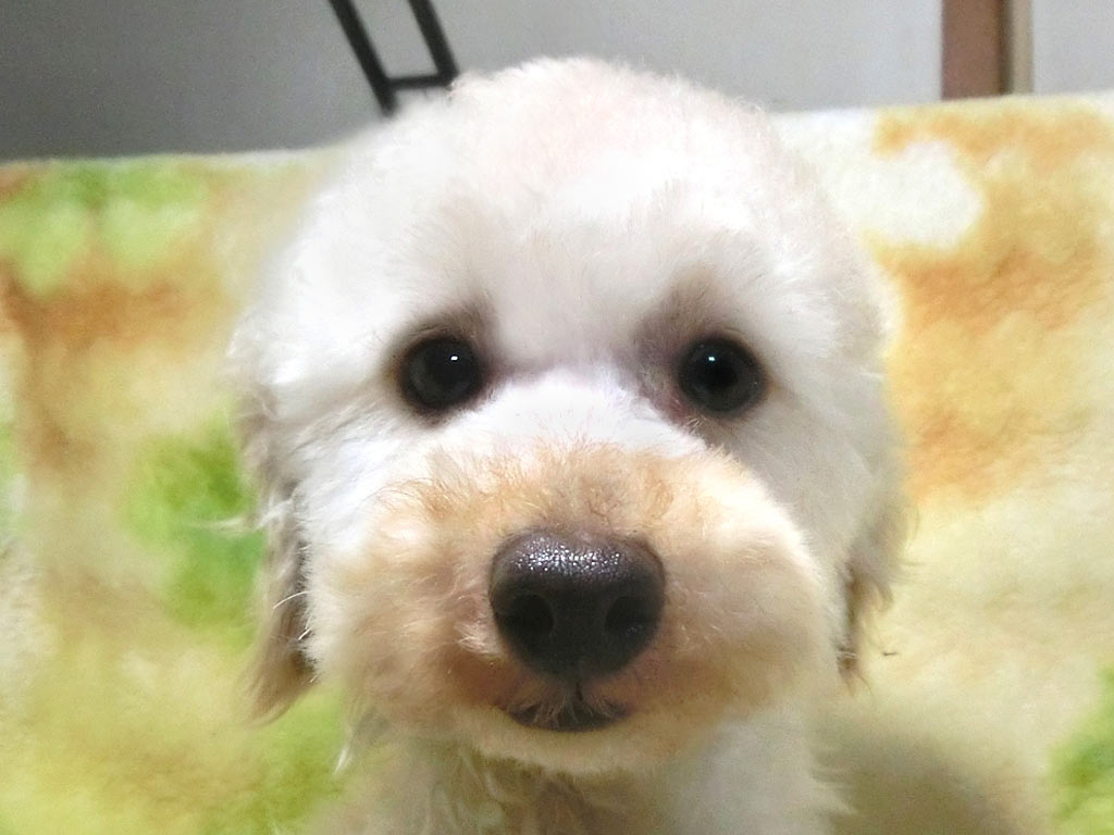 未成犬・タイニーサイズ!! ☆表示価格のみです!!