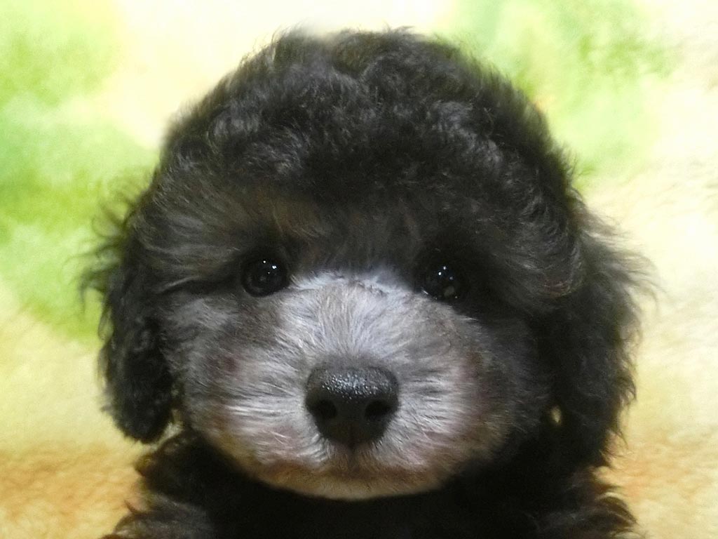 お顔まん丸お目々クリクリめちゃ可愛いの男の仔♪