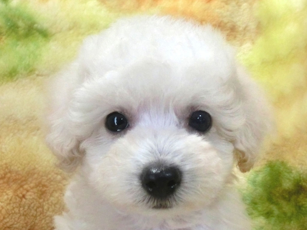 タイニー予想毛質最高!! お目々クリクリの男の仔♪