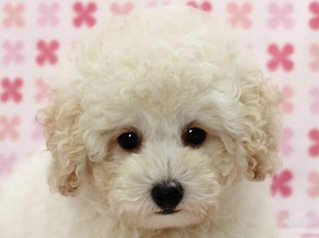 モコモコホワイトプードルの女の子♪
