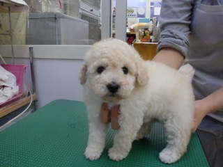 トイ・プードル