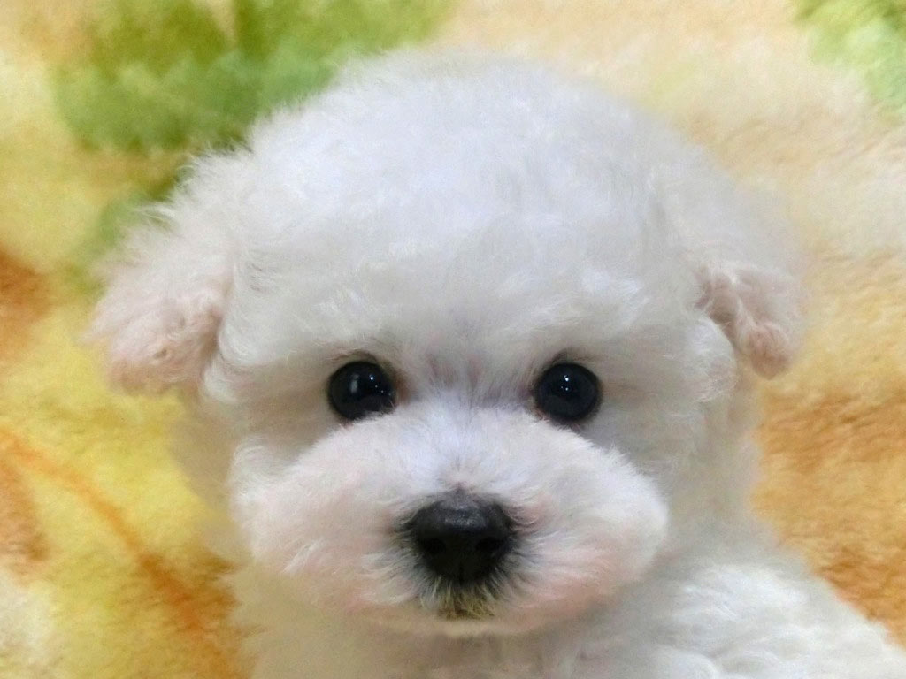 クリックリお目々でとってもキュート可愛い男の仔♪