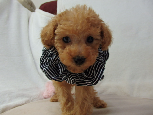 アメリカチャンピオン血筋の小さい男の子