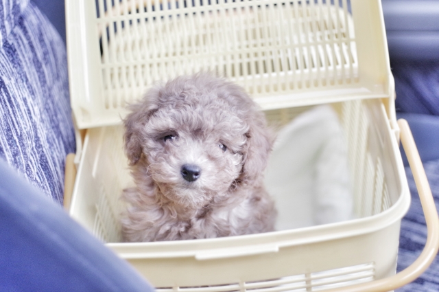 バスケットに入った子犬